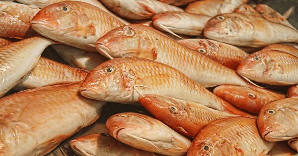 شراء البربوني (ممتاز) الآن في المنافذ التابعة لوزارة الزراعة بأفضل سعر 200 جنيه